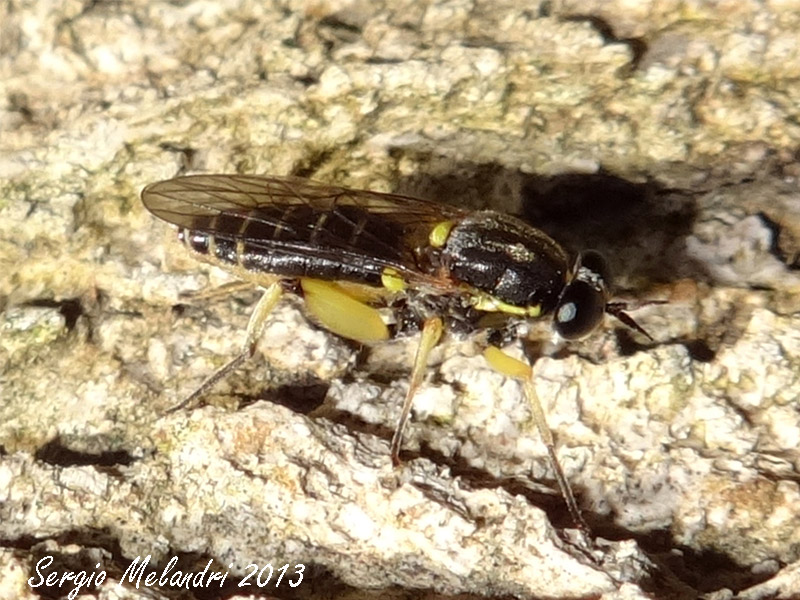 Xylomyidae; Solva marginata